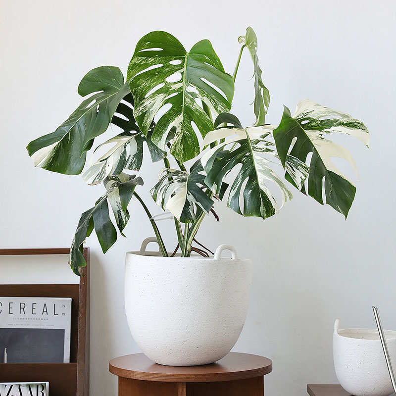 large outdoor planter