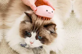 Artykuły dla zwierząt Chiny