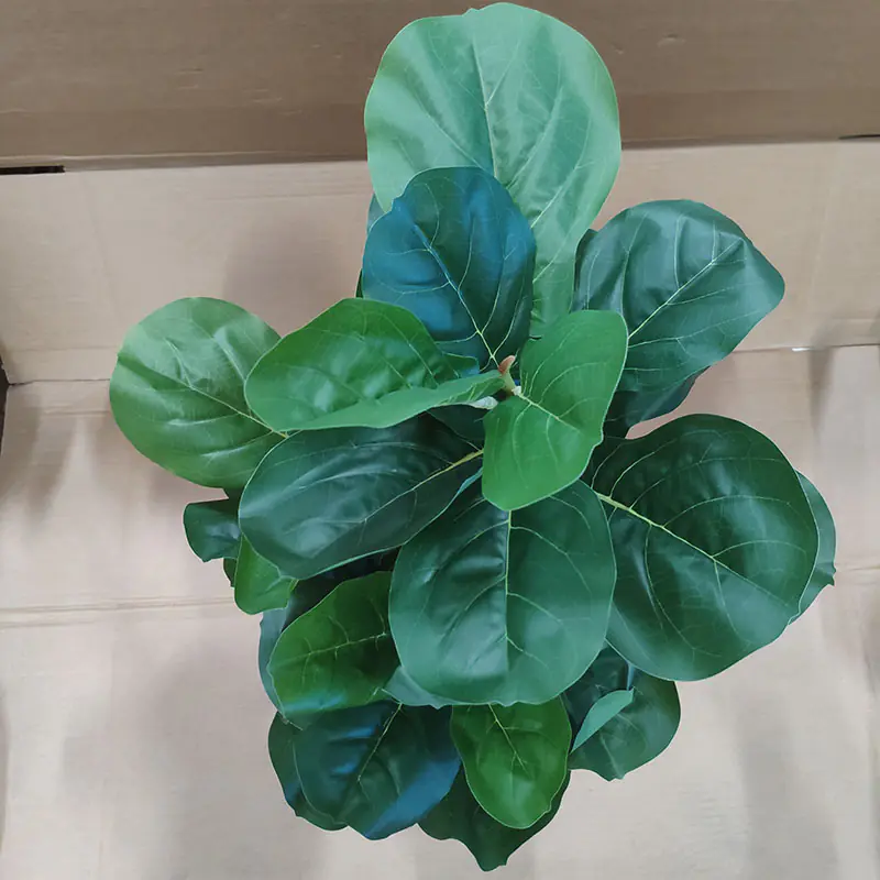 Drzewo figowe o liściach skrzypcowych