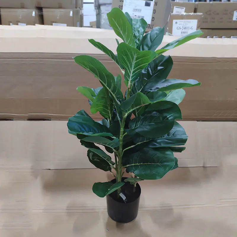 Drzewo figowe o liściach skrzypcowych