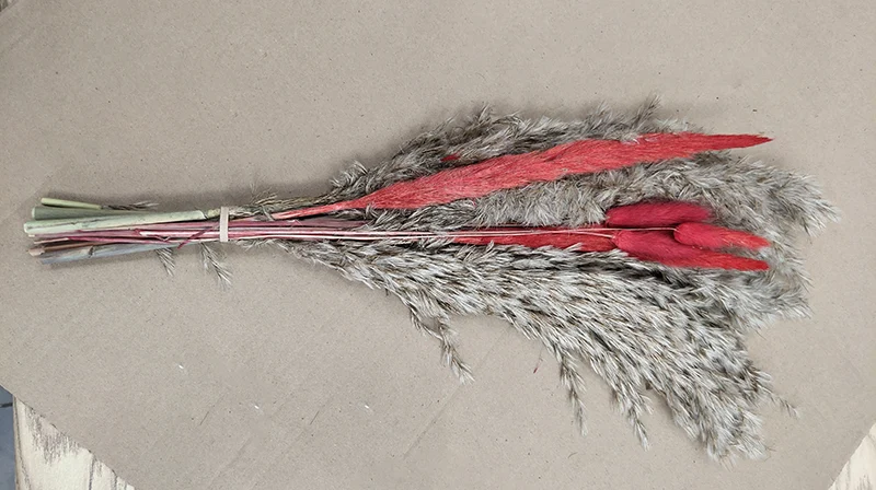 Pampas Grass