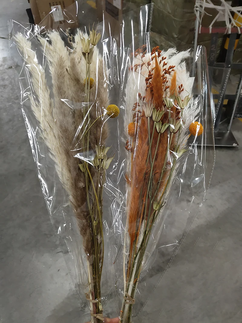 Pampas Grass